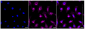 KD-Validated Anti-Src Rabbit Monoclonal Antibody